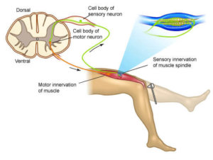 Stretch reflex Somatics