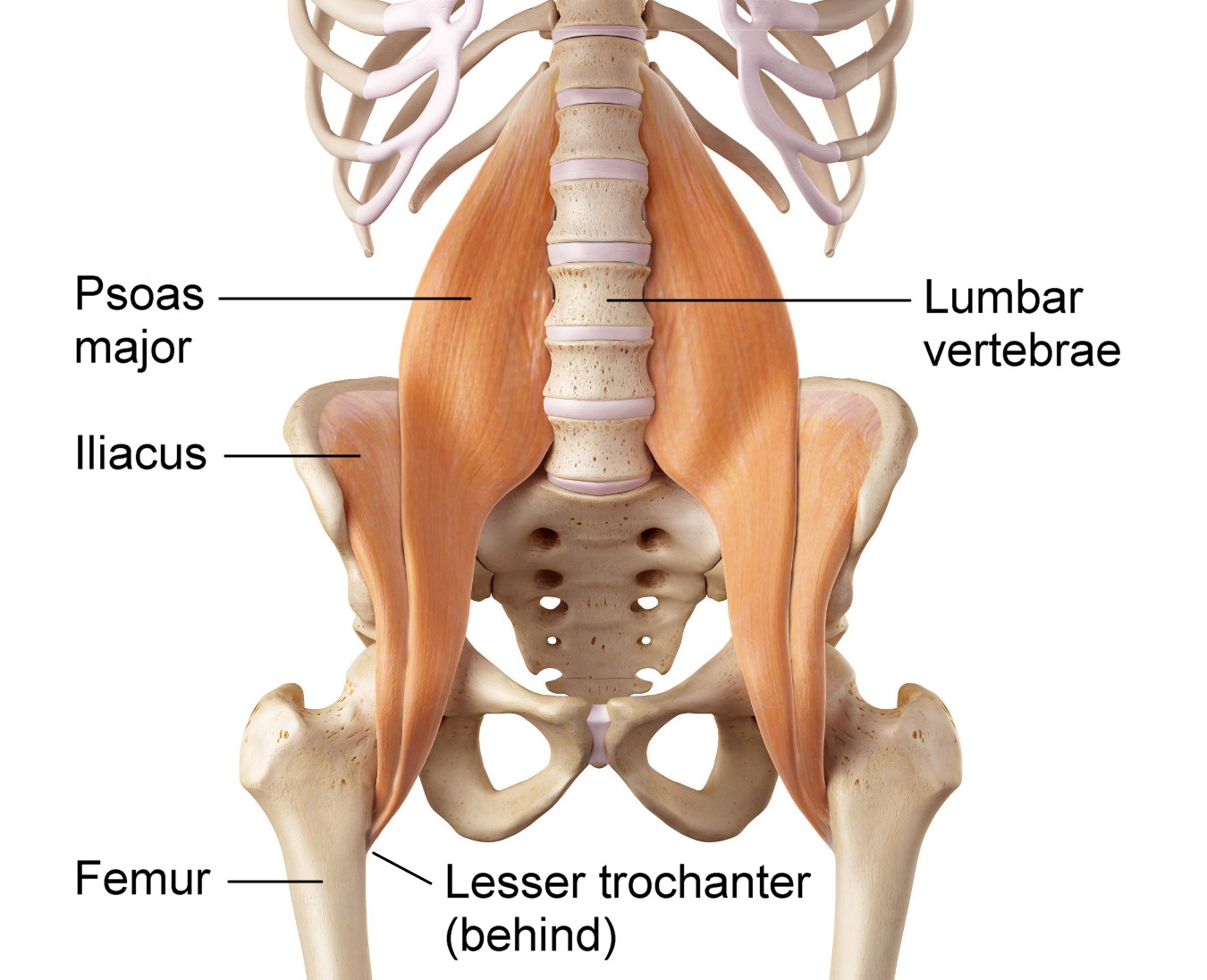 soas Iliopsoas Massager - Iliacus & Psoas Release Tool Back Massager |  Pressure Point Massage Tool Full Body Massager | Back Stretcher for Lower  Back