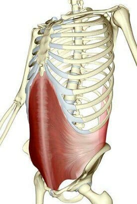 transverse abdominis model