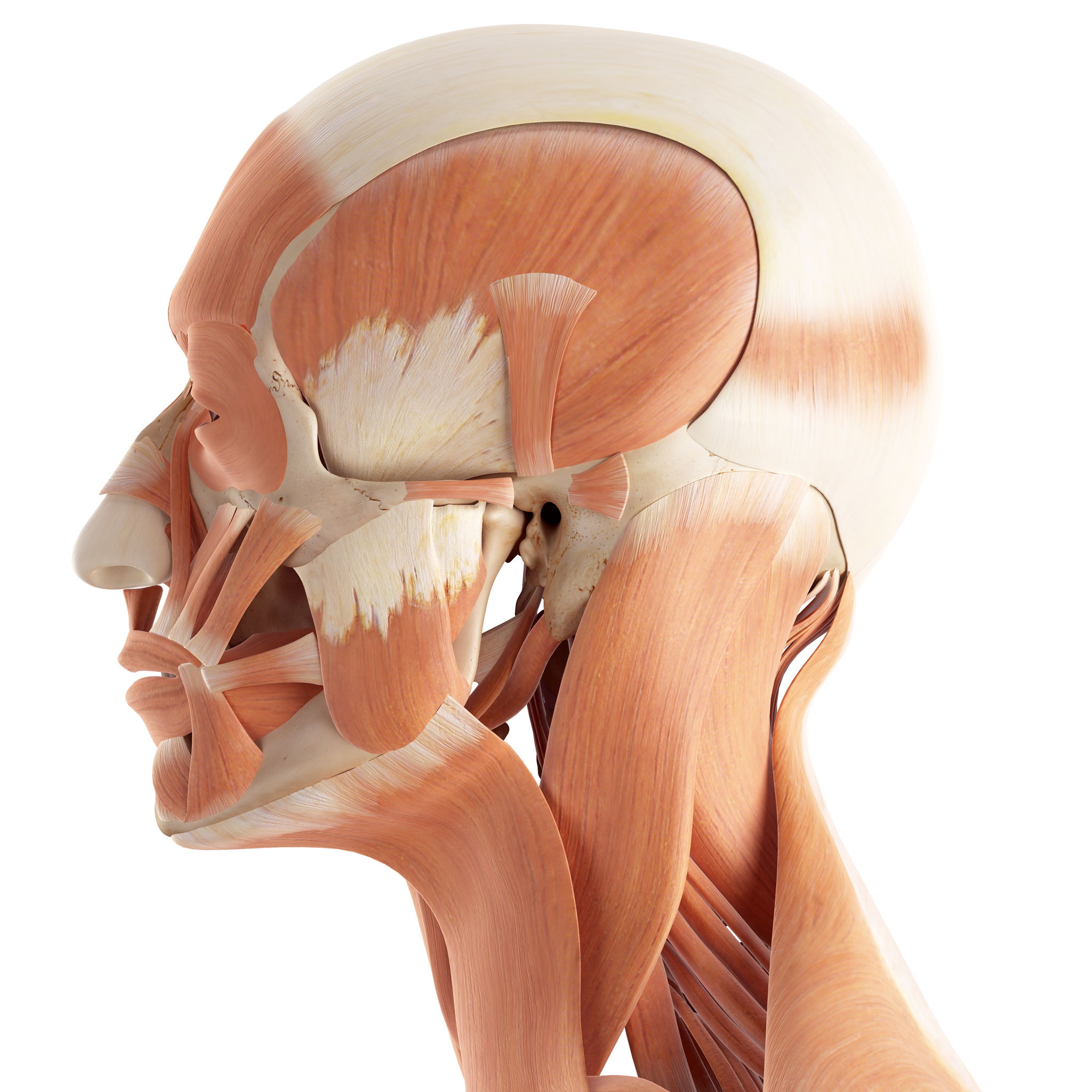 Migraines Muscle