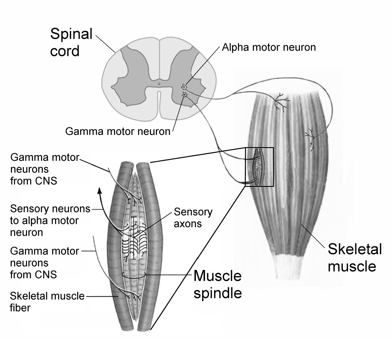 gamma motor neurons