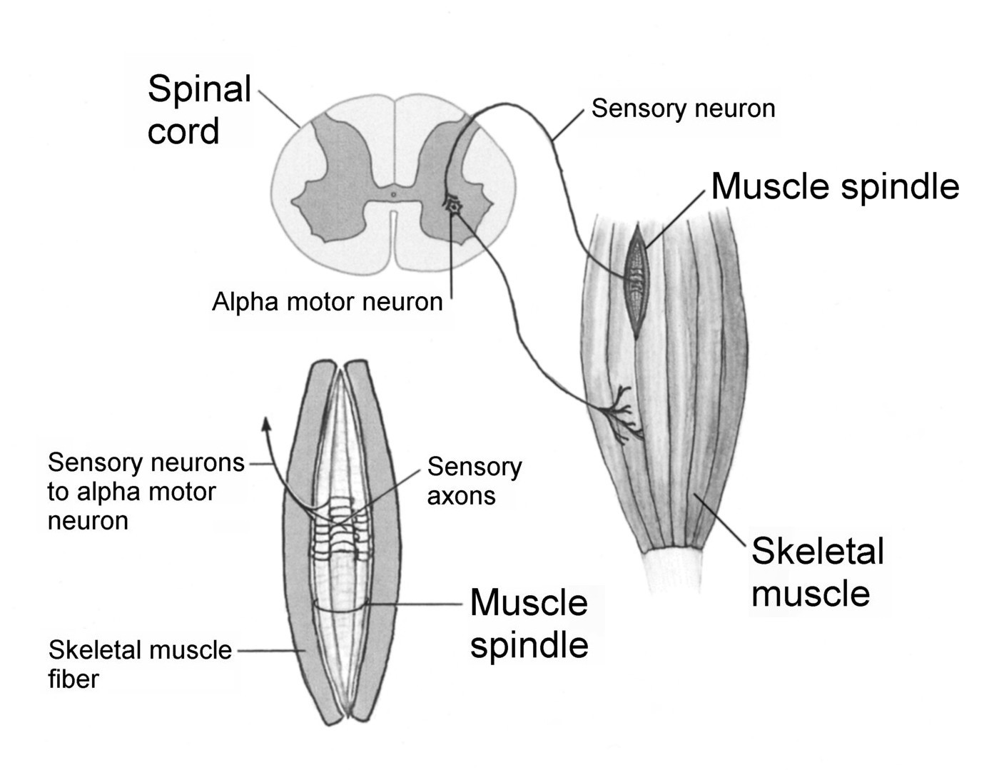 Stretch reflex myotatic reflex