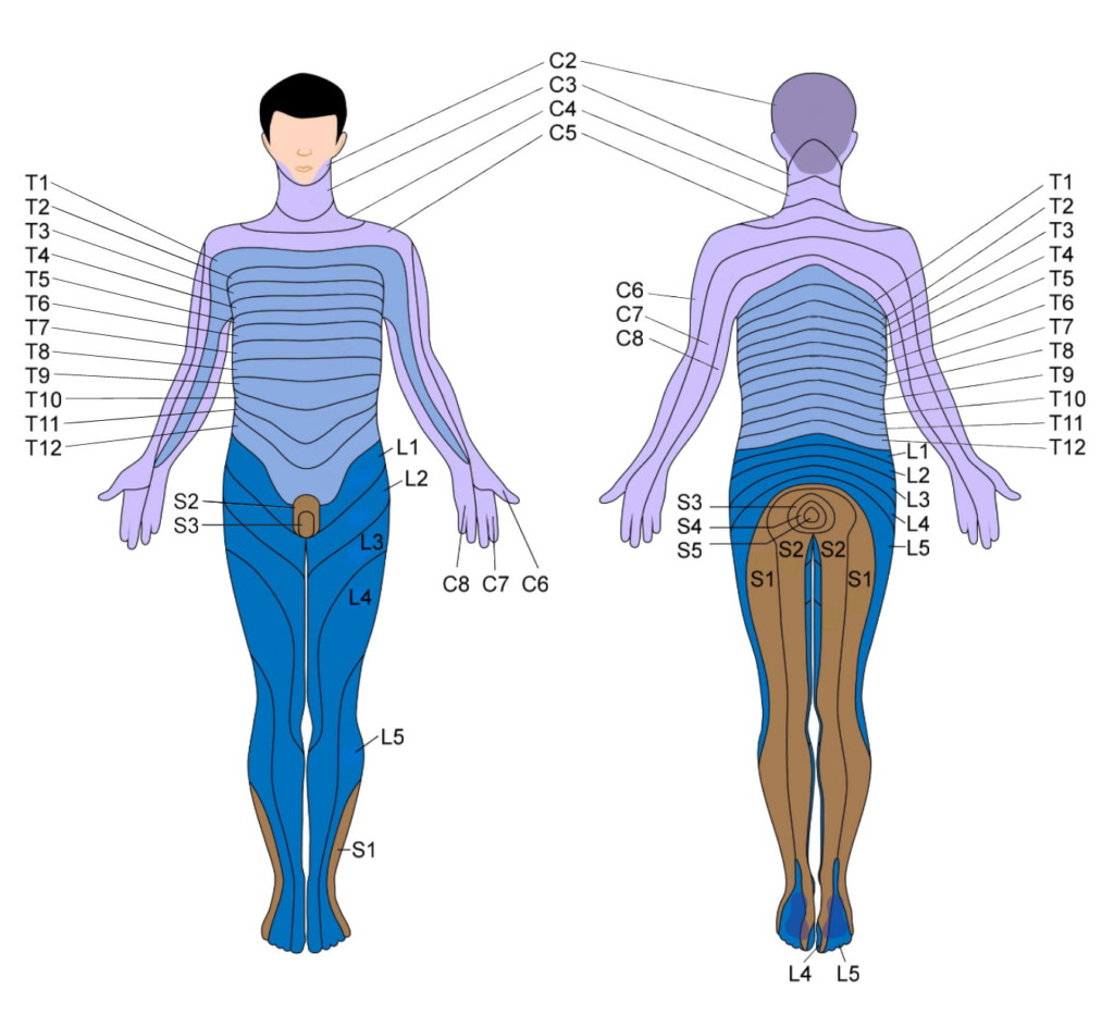 Dermatome Map Back