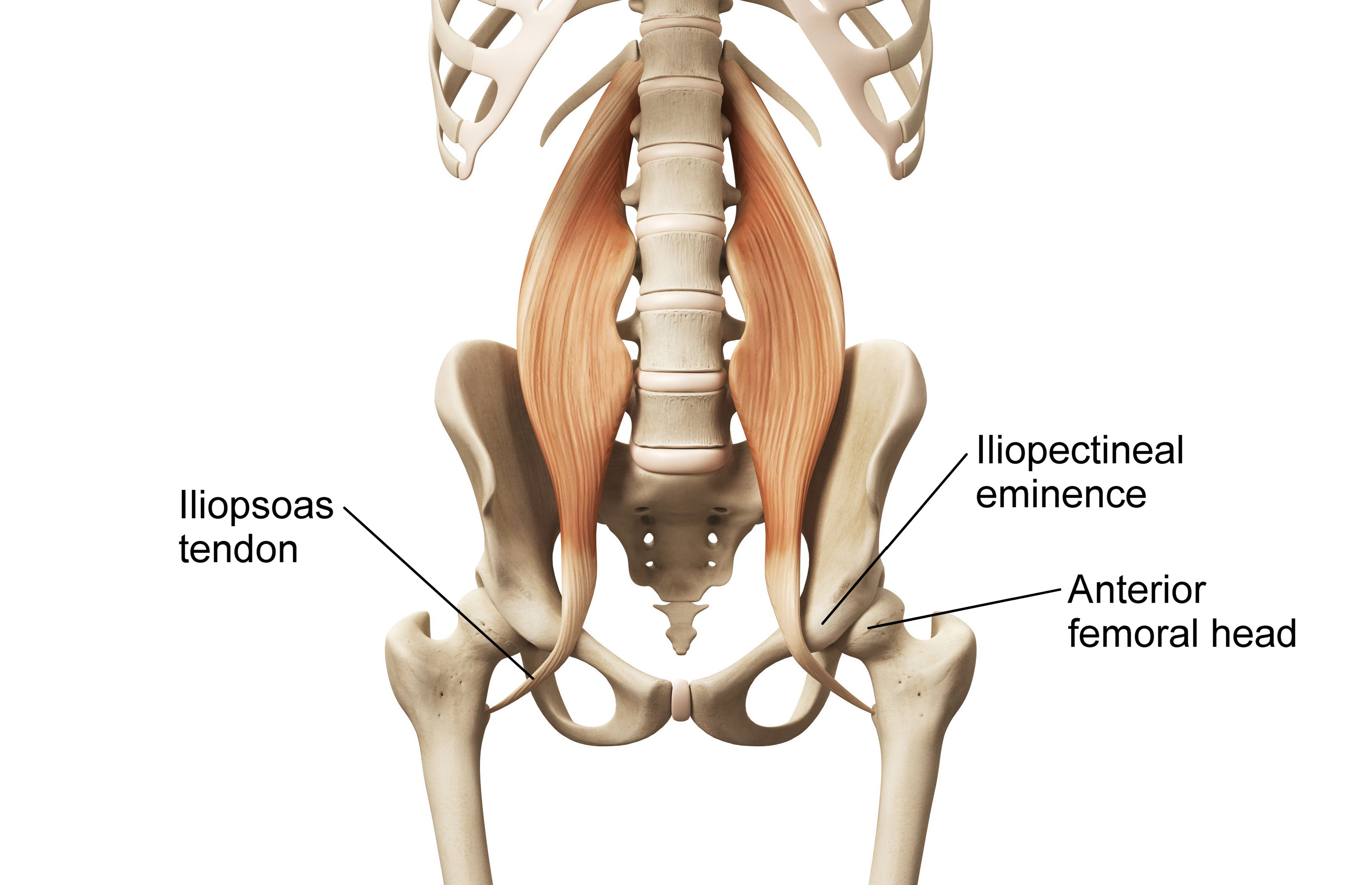 Iliopsoas Tendon Iliopsoas Tendon