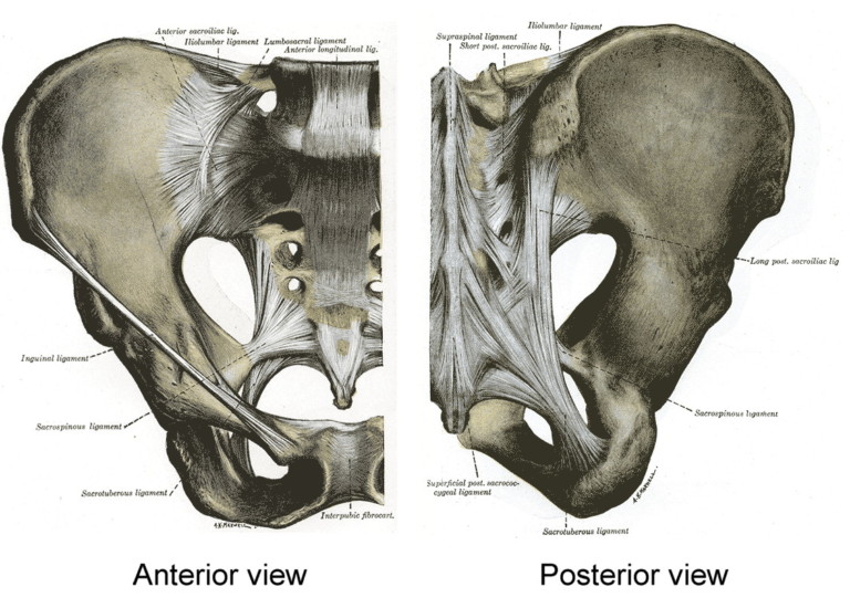 The Causes of SI Joint Pain and Dysfunction Somatic Movement Center