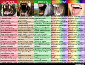 humans frugivores