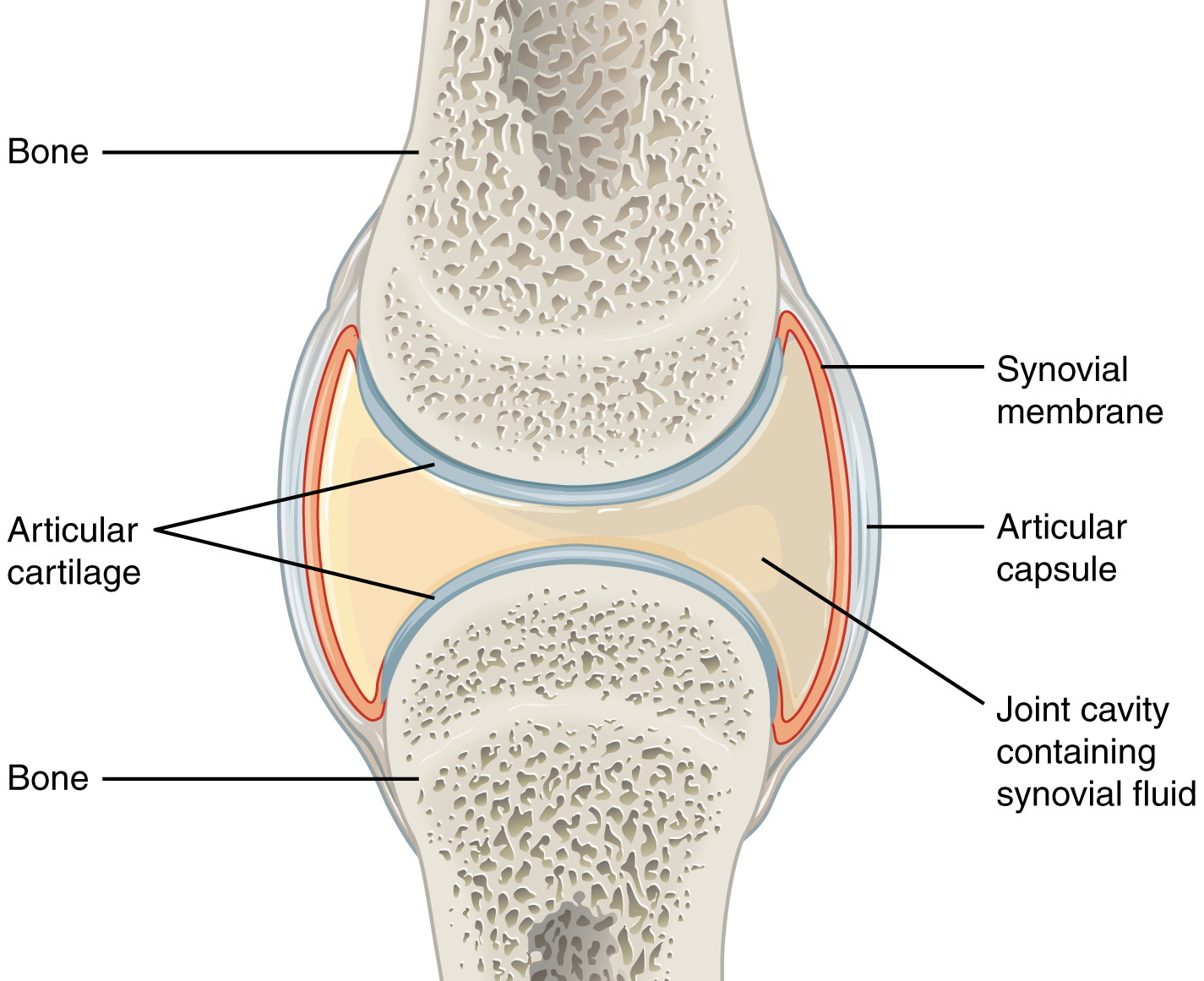 What Is The Job Of Joint Capsule