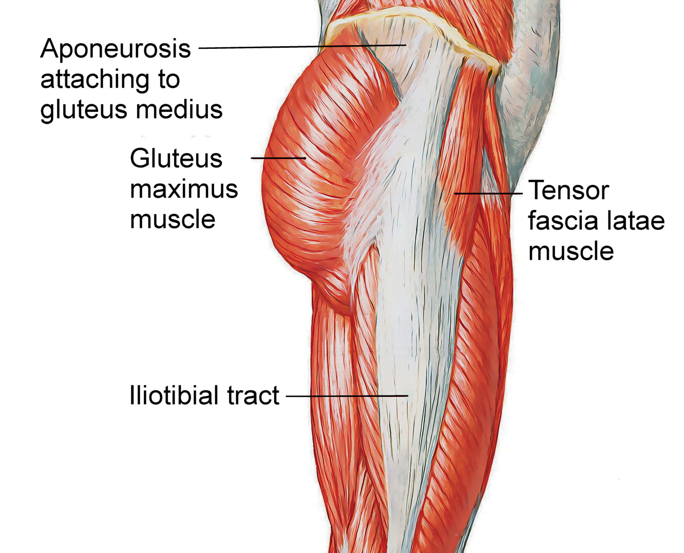 Extraphyseal iliotibial band techniques. (A) The iliotibial band