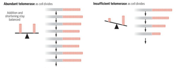 telomere