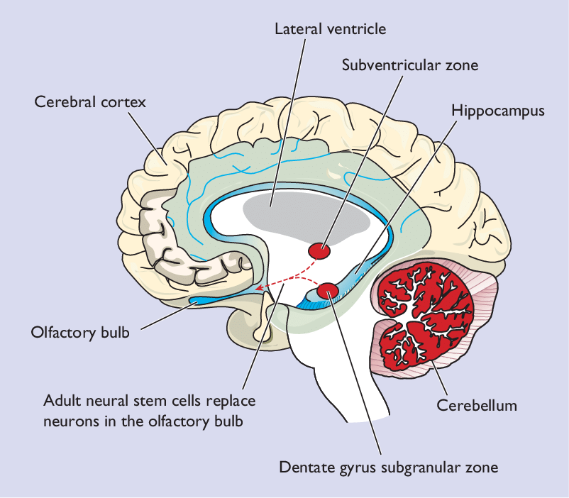 Promote Neurogenesis and Neuroplasticity with Exercise, Diet, and more