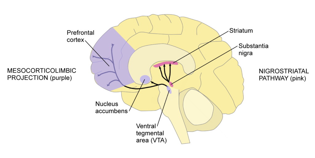 dopamine pathways