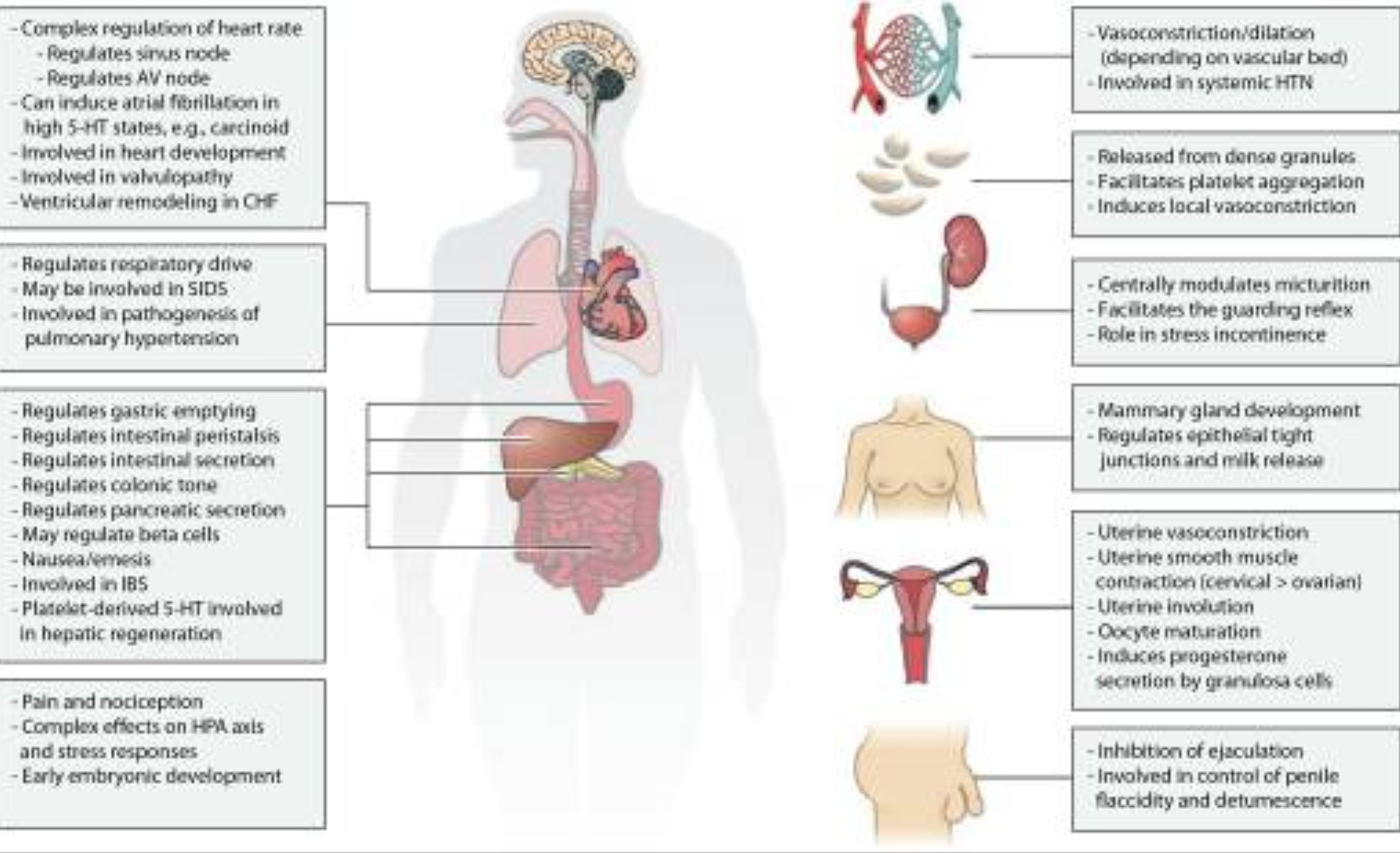 What Is Serotonin?