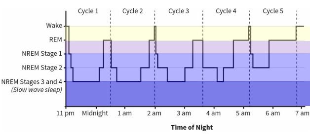 Why We Sleep