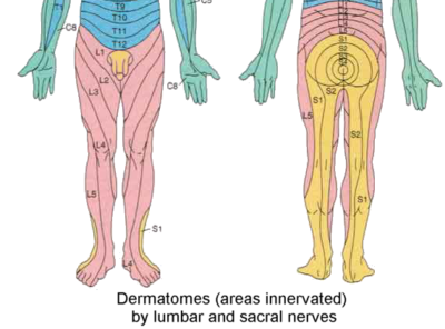 Understanding the Pelvic Floor Muscles and Pelvic Pain - Somatic