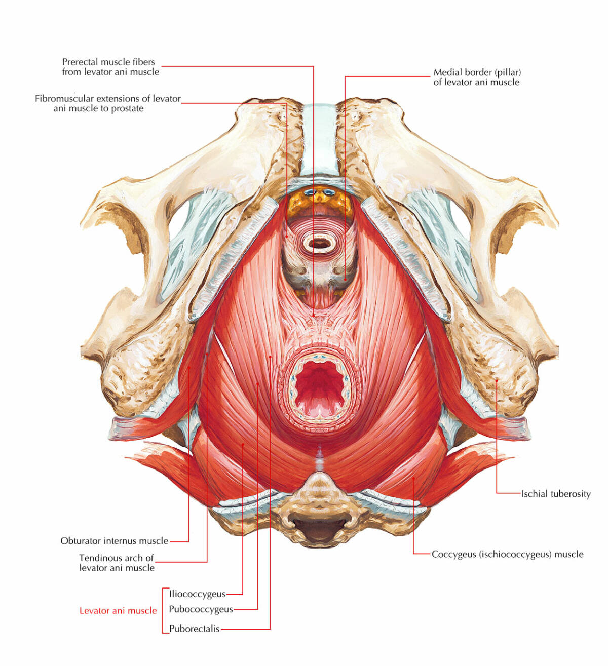 Understanding The Pelvic Floor Muscles And Pelvic Pain Somatic Understanding The Pelvic Floor Muscles And Pelvic Pain Somatic