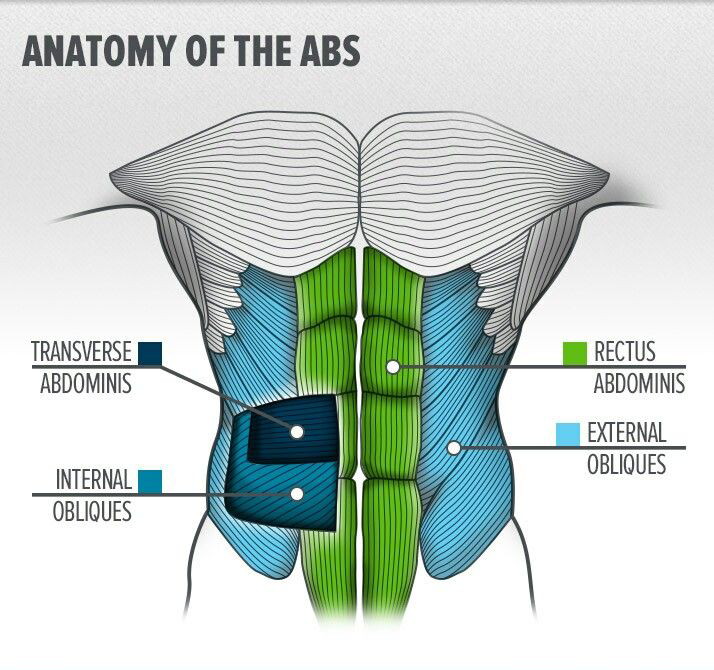 Muscles Abdominaux (Grand droit, Obliques, Transverse) : Anatomie