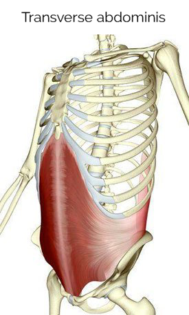 transverse abdominis muscle