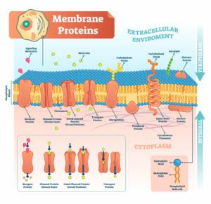 Cell Membrane Receptors