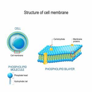 Cell membrane