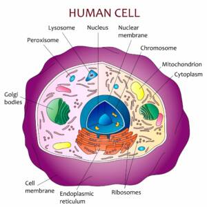 Cell structure