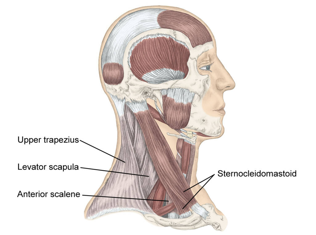 Neck muscles